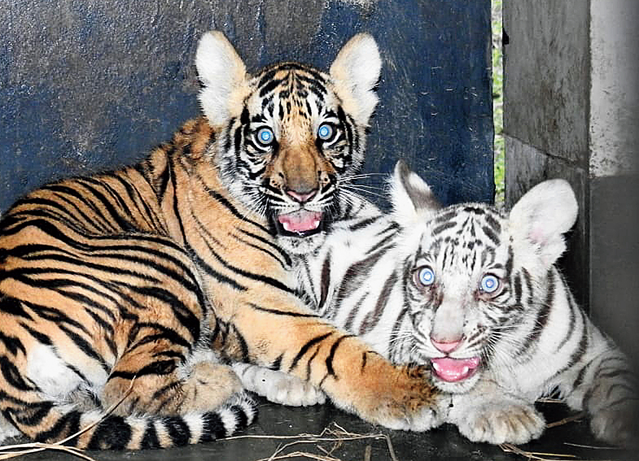 The Royal Bengal cubs.
