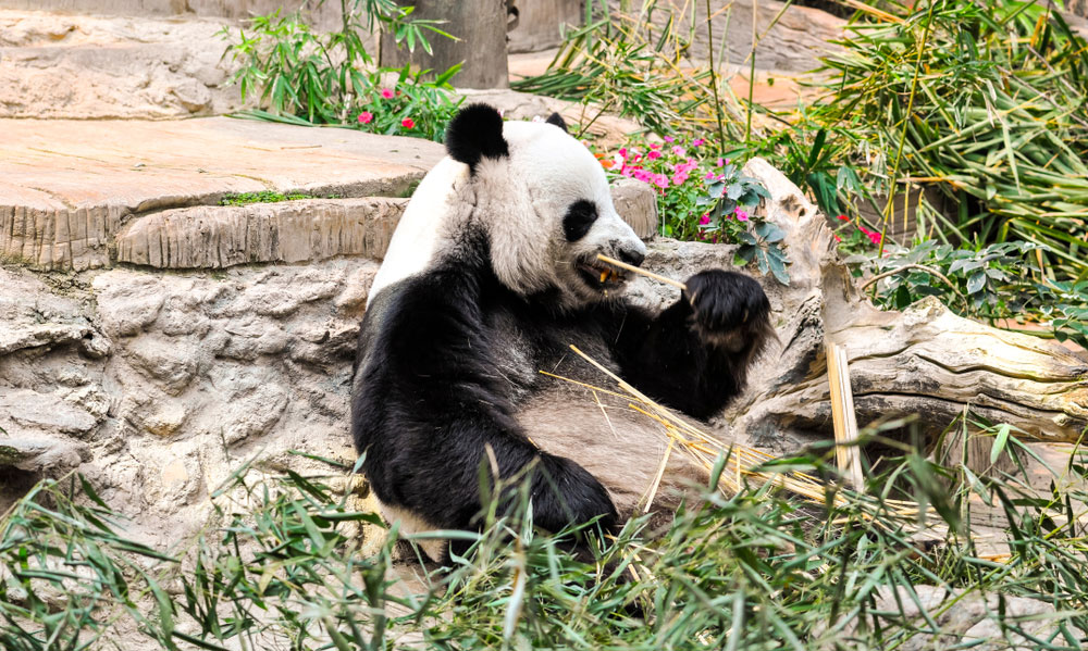 Giant panda Chuang Chuang. 