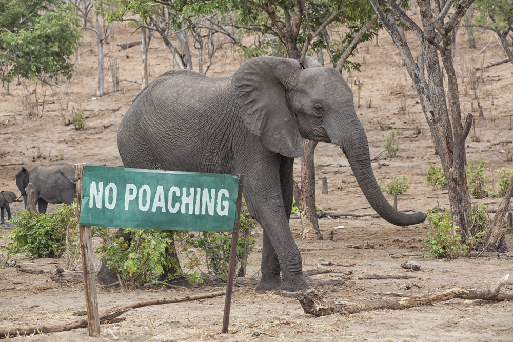 letters to the editor 6 june 2020: Wildlife poaching doubled during