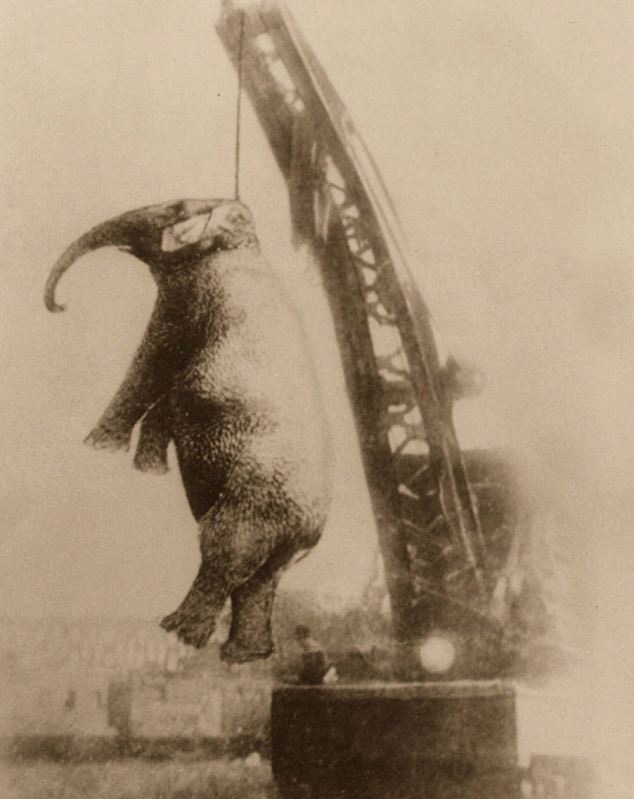 An elephant is hanged.