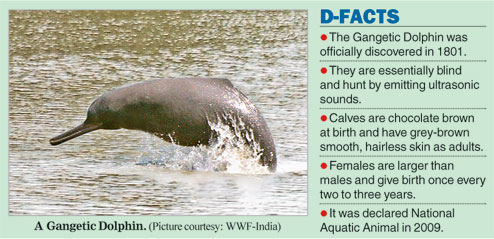 West Bengal set for Gangetic dolphin census