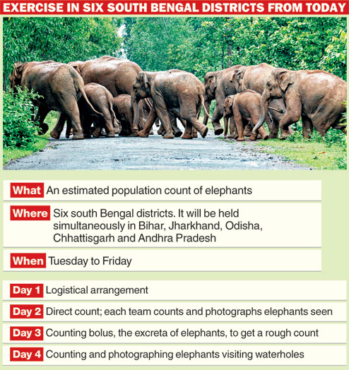 Trunk call for elephant count - Telegraph India