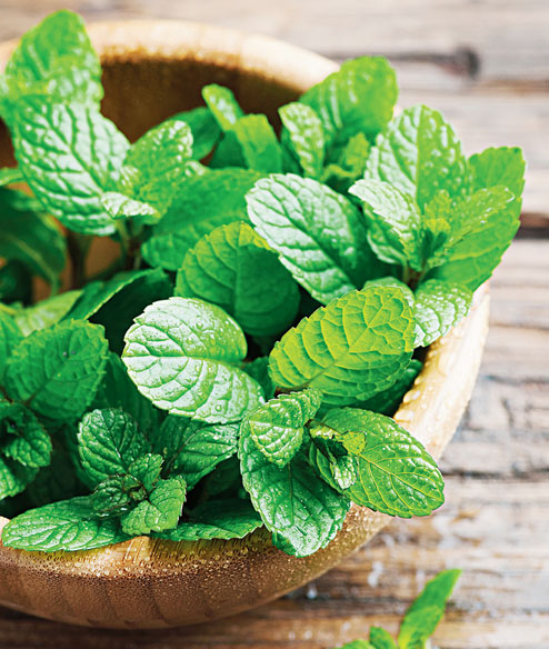 Mint-fresh herbs for kitchen garden - Telegraph India